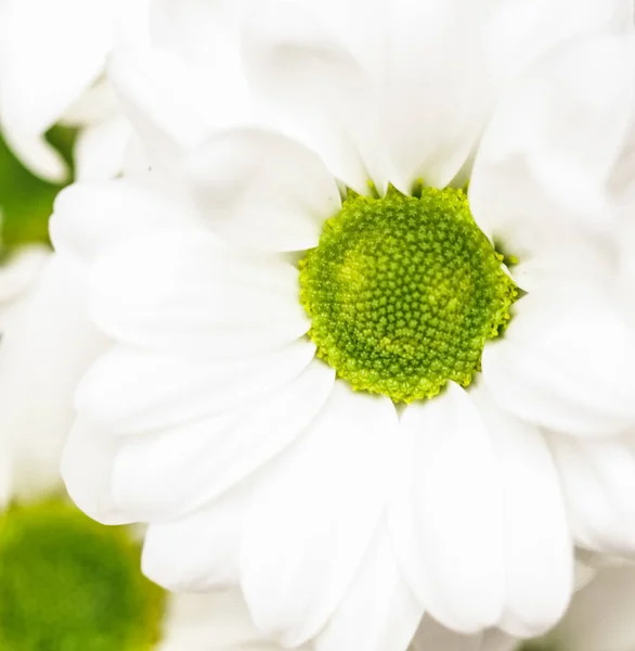 Abstrakter floraler Hintergrund, weiße Chrysanthemenblütenblätter. Ich bin — Stockfoto