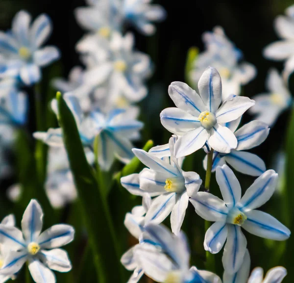 Цвітіння красивих білих квітів (Пушкінські сциллоїди) в т — стокове фото