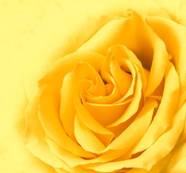 Soft focus, abstract floral background, yellow rose flower. Macr