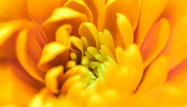 Fondo floral abstracto, flor de crisantemo amarillo. Macro f — Foto de Stock