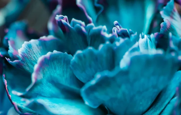 Abstract floral background, blue carnation flower. Macro flowers — 스톡 사진
