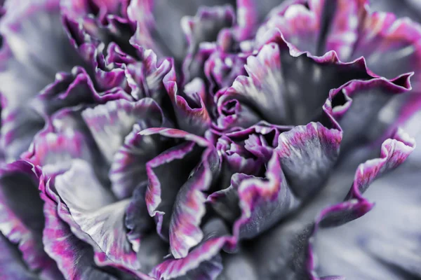 Fondo floral abstracto, flor de clavel negro. Macro flor — Foto de Stock