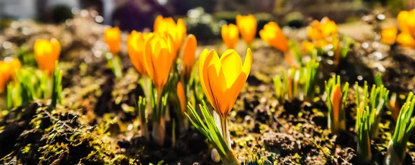 Se acerca la primavera. Los primeros azafranes amarillos en mi jardín en su — Foto de Stock