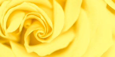 Soft focus, abstract floral background, yellow rose flower. Macr