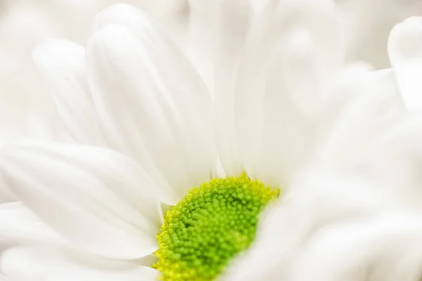 Absztrakt virágos háttér, fehér krizantém virágszirmok. M — Stock Fotó