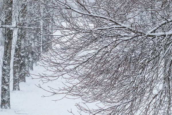 Fiaba soffice alberi ricoperti di neve rami, paesaggio naturale arguzia — Foto Stock