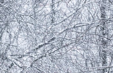 Fairytale fluffy snow-covered trees branches, nature scenery wit
