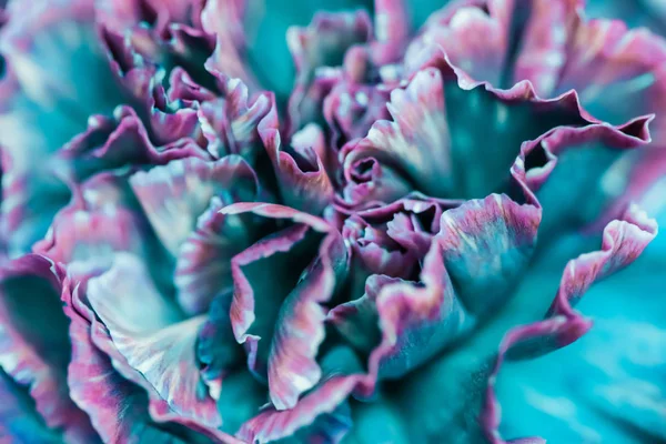 Absztrakt virágos háttér, kék szegfű virág. Makrorvirág — Stock Fotó