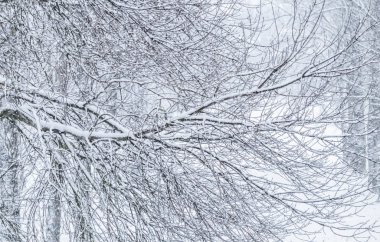 Fairytale fluffy snow-covered trees branches, nature scenery wit