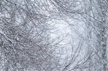 Fairytale fluffy snow-covered trees branches, nature scenery wit