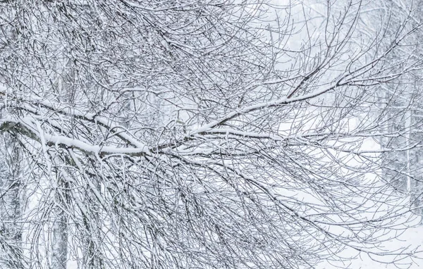 Fairytale fluffy snow-covered trees branches, nature scenery wit — 图库照片