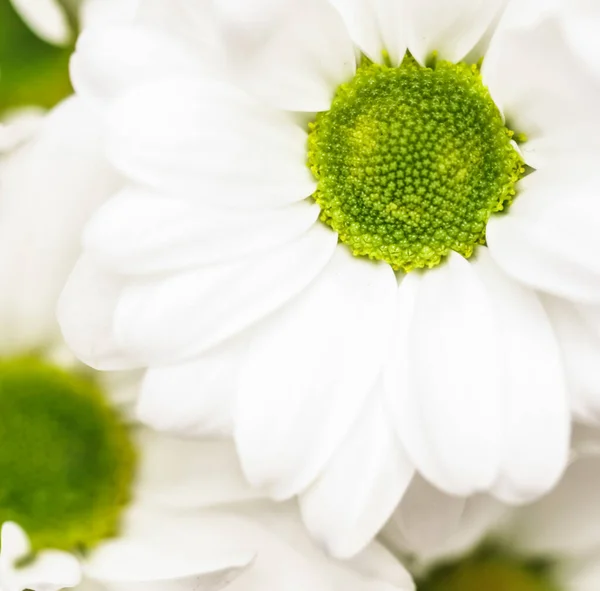 Abstrakter floraler Hintergrund, weiße Chrysanthemenblütenblätter. Ich bin — Stockfoto