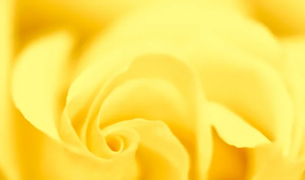 Soft focus, abstract floral background, yellow rose flower. Macr — Stockfoto