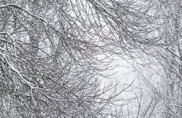 Fairytale fluffy snow-covered trees branches, nature scenery wit — 图库照片