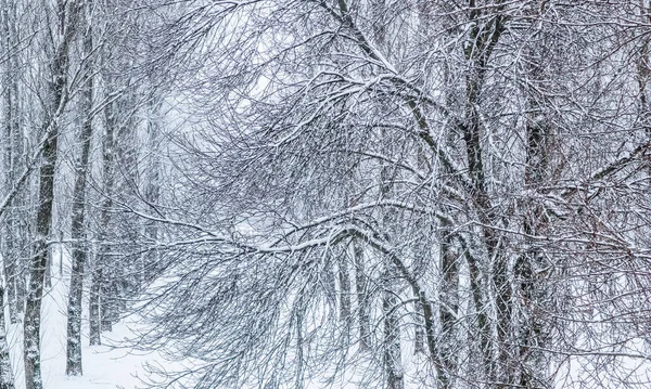 Fairytale fluffy snow-covered trees branches, nature scenery wit — ストック写真