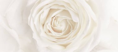 Yumuşak odak, soyut çiçek arkaplanı, beyaz gül çiçeği. Makro