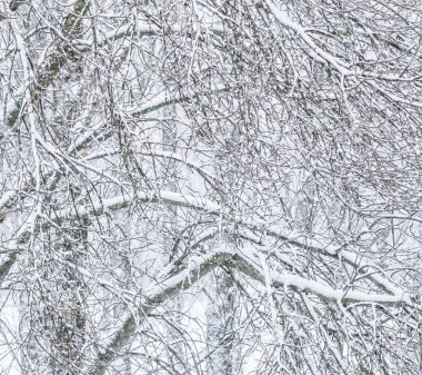 Fairytale fluffy snow-covered trees branches, nature scenery wit