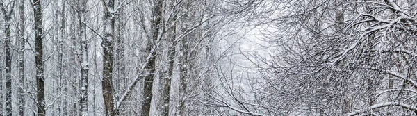 Fairytale fluffy snow-covered trees branches, nature scenery wit — ストック写真