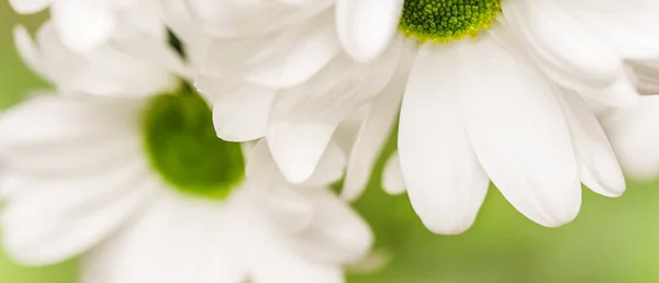 Fondo floral abstracto, pétalos de flores de crisantemo blanco. M —  Fotos de Stock