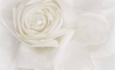 Yumuşak odak, soyut çiçek arkaplanı, beyaz gül çiçeği. Makro