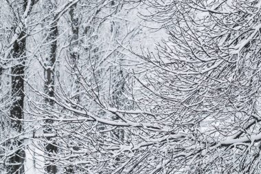 Fairytale fluffy snow-covered trees branches, nature scenery wit