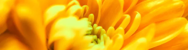 Abstract floral background, yellow chrysanthemum flower. Macro f — Stock Photo, Image