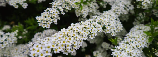 Fehér kis virágok Thunberg spirea (Spiraea thunbergii) bokor — Stock Fotó