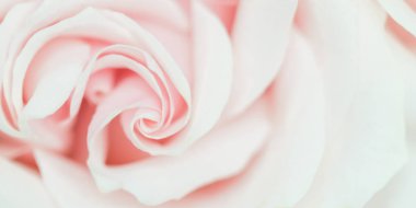 Soft focus, abstract floral background, pink rose flower. Macro 