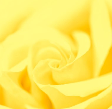 Soft focus, abstract floral background, yellow rose flower. Macr
