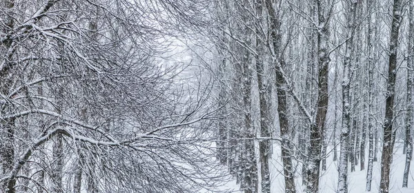 Fairytale fluffy snow-covered trees branches, nature scenery wit — ストック写真