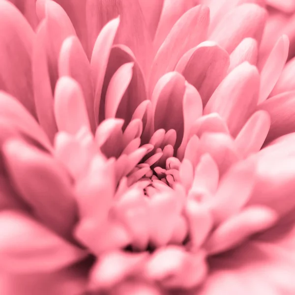 Fondo floral abstracto, flor de crisantemo rosa. Macro flo —  Fotos de Stock