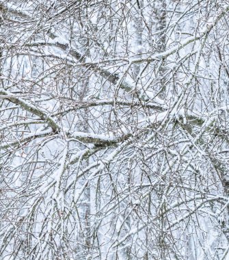 Fairytale fluffy snow-covered trees branches, nature scenery wit