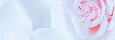 Yumuşak odak, soyut çiçek arkaplanı, mor gül çiçeği. Macr.