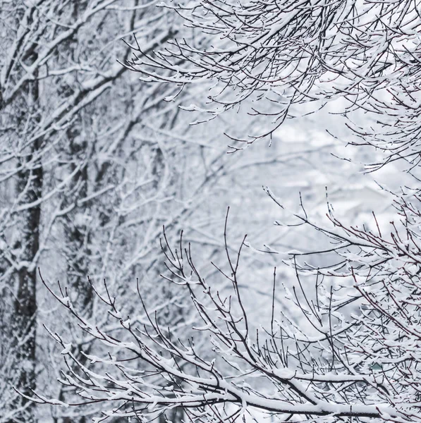 Fairytale fluffy snow-covered trees branches, nature scenery wit — ストック写真