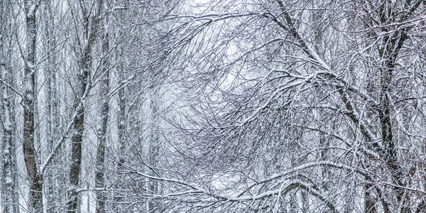 Fairytale fluffy snow-covered trees branches, nature scenery wit — ストック写真