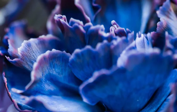 Fondo floral abstracto, flor de clavel azul. Macro flores —  Fotos de Stock