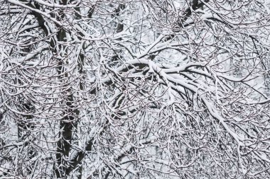 Fairytale fluffy snow-covered trees branches, nature scenery wit