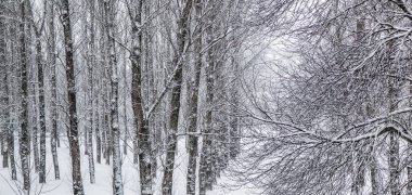 Fairytale fluffy snow-covered trees branches, nature scenery wit