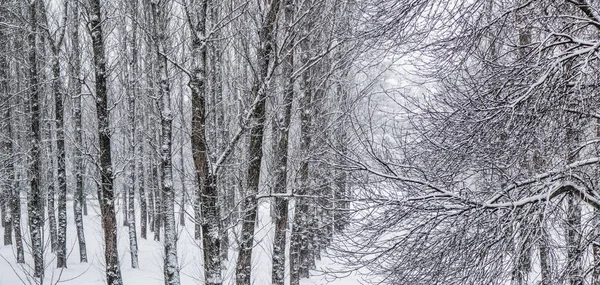 Bajka puszyste pokryte śniegiem gałęzie drzew, dekoracje natury dowcip — Zdjęcie stockowe