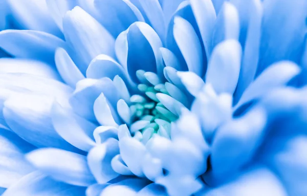 Абстрактный цветочный фон, голубой цветок хризантемы. Макро-фло — стоковое фото