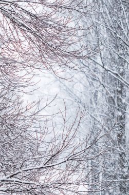 Fairytale fluffy snow-covered trees branches, nature scenery wit