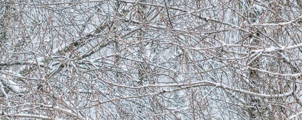 Bajka puszyste pokryte śniegiem gałęzie drzew, dekoracje natury dowcip — Zdjęcie stockowe