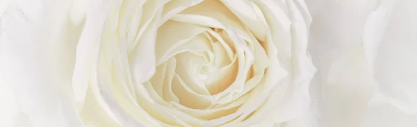 Soft focus, abstract floral background, white rose flower. Macro — 스톡 사진