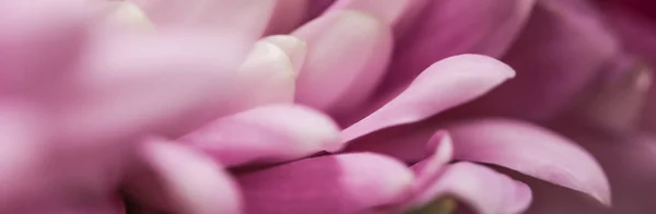 Fondo floral abstracto, flor de crisantemo rosa. Macro flo — Foto de Stock