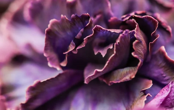 Abstract floral background, purple carnation flower. Macro flowe — Stock Photo, Image
