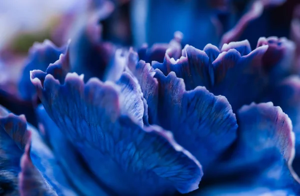 Abstract floral background, blue carnation flower. Macro flowers