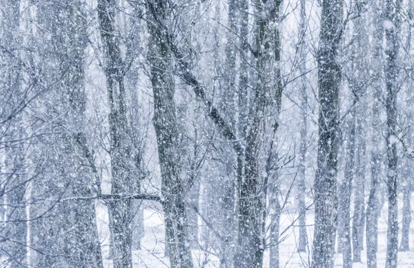 Fairytale fluffy snow-covered trees branches, nature scenery wit — ストック写真