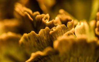 Soyut çiçek arkaplanı, turuncu karanfil çiçeği. Makro akış