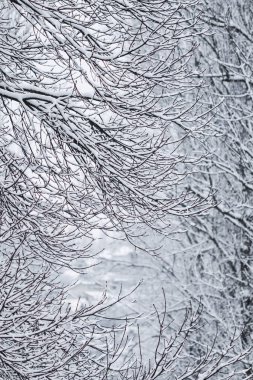 Fairytale fluffy snow-covered trees branches, nature scenery wit