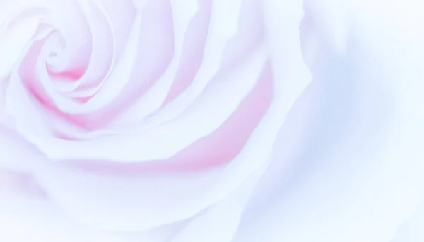 Мягкий фокус, абстрактный цветочный фон, фиолетовый цветок розы. Макр — стоковое фото